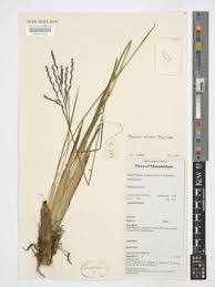 Image result for Phacelurus huillensis