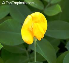 Image result for Synadenium glabratum