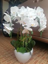 Taman bunga orkid en wajinin ini meyediakan pelbagai spesies bunga orkid yang segar , cantik dan menawan bagi pengemar pengemar bunga orkid. Preorder Orkid Latex Putih Only Gubahan Orkid Murah Facebook