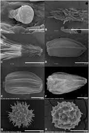 Image result for Dewildemania