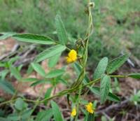 Image result for Rhynchosia hirta