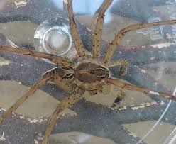 This video from a consumer posted on youtube shows the moment he realised his banana had come with spider eggs attached, after slicing the banana with a knife. Springfield Plateau Fishing Spider