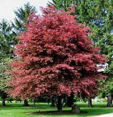 I live in ohio and the leaves have just opened. Tri Color Birch Google Search Fairy Garden Plants Deciduous Trees Trees To Plant