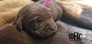 Labrador puppies in dogs & puppies for sale. Labrador Puppies For Sale Mn Welcome Home Labs