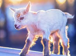 Hd Wallpaper Cuteness White And Brown Kid Goat Creative Beautiful Sunset Wallpaper Flare Free download latest best hd wallpapers, most popular high definition computer desktop fresh pictures, hd photos and background, most. cuteness white and brown kid goat
