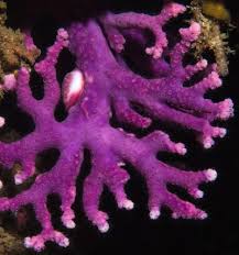 Image result for Hydrolea brevistyla