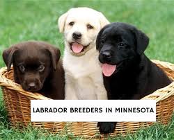 9 Best Labrador Breeders In Minnesota 2022 We Love Doodles