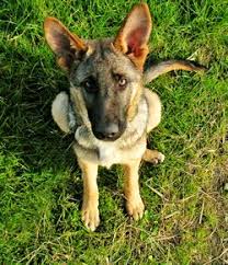 How To Stop A Dog From Digging Holes In A Yard Or Garden 123 Pet Com Digging Dogs Digging Holes Dogs