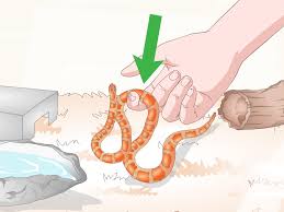 How To Care For Baby Cornsnakes With Pictures Wikihow