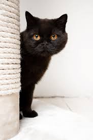 There are lots black persian, british black short hair and my favourite type (like my cat at home) is a bombay. Black Cat Breeds Daily Paws