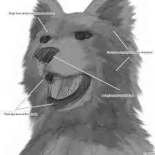 Drawing realistic eyes starts with understanding the structure of the dog's eyes and then breaking it down into simple shapes. Realistic Dog Drawings In 4 Steps With Photoshop