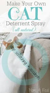 These plants naturally repel cats from the area because they smell unpleasant to them. Homemade Cat Deterrent Spray Stop The Scratching And Accidents Cat Deterrent Spray Cat Deterrent Cat Spray