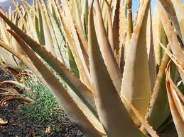If the plant is indoors, place it in a western or eastern facing window sill. Why Aloe Vera Plant Is Turning Brown Plant Index