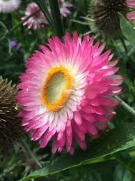 Image result for Helichrysum argyrosphaerum