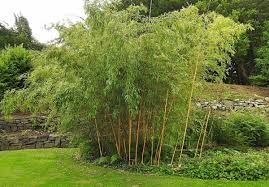 You can also do this project quite simply with sturdy branches. 26 Beautiful Bamboo Landscaping Ideas Page 3 Of 3