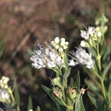 Image result for Lysimachia tenuicaulis