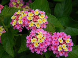 No need to register, buy now! Pink And Yellow Clustered Flowers Flowers Yellow Flowers Pink Flowers
