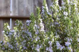 We did not find results for: Rosemary Plants Care And Growing Guide