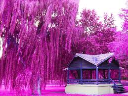 350cm pink artificial cherry blossom wedding tree. Pink Painting Pink Willow Tree Painting Inspired