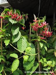 Image result for Combretum indicum
