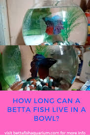 How Long Can A Betta Fish Live In A Bowl In 2020 Betta Fish Bowl Betta Fish Care Betta Fish