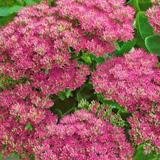 It's true that many drought tolerant plants are easy to cultivate. 10 Drought Tolerant Plants To Beat The Summer Heat Gardening Tips With J Parker S