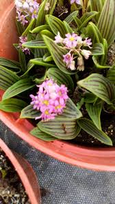 Image result for Ledebouria cooperi
