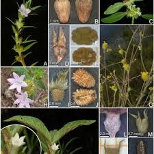 Image result for Triainolepis africana