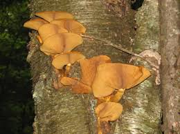 Image result for Gymnosporia pubescens
