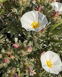 Image result for Convolvulus goyderi