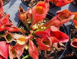 Image result for Sabicea venosa