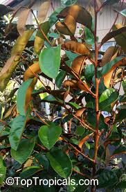 Image result for Chrysophyllum