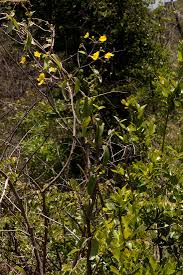 Image result for Sphedamnocarpus pruriens