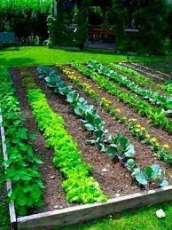 I have 30 inches between 4ft x 4ft beds with a long 11ft bed at the end of it. Vegetable Spacing Guide Vegetable Garden Planner Vegetable Garden Planning Fall Garden Vegetables