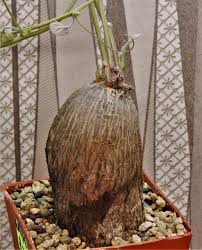 Image result for Tylosema fassoglensis