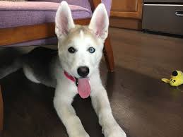Das ist das neue ebay. Tips To Stop A Husky Puppy From Mouthing And Nipping His Human Dog Gone Problems