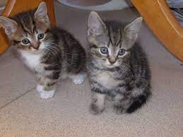 At this point, the kitten would be eating either dry or wet food. 10 Week Old Kitten Tabby Kitten Kitten Photos Cats And Kittens