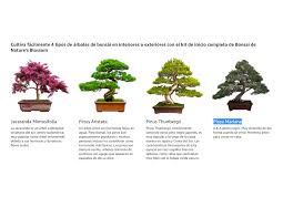 Check spelling or type a new query. Aros Y Si Plantamos Bonsai Es Una Forma De Arte Facebook