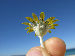 Image result for Arctotheca populifolia