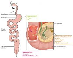 Is there a limit to how much protein your body can absorb at one sitting? Protein Metabolism Anatomy And Physiology Ii