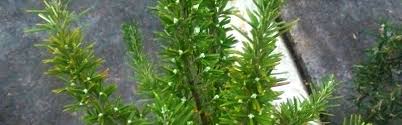 Maybe you would like to learn more about one of these? Pruning Rosemary Plants Rosemarinus Officialis Pyracantha Co Uk