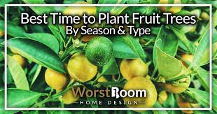 Oranges for zone 8 both sweet oranges (citrus sinensis) and sour oranges (citrus aurantium) grow in u.s. Best Time To Plant Fruit Trees By Season Type Worst Room