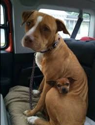 Merrill And Taco Dog Best Friend Animals Pitbulls