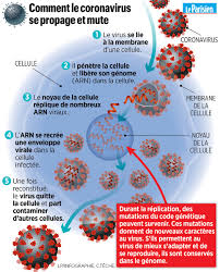 Die teks moet vir spelling, sinsbou en woordkeuse nagegaan word. Le Parisien Infog A Twitter Coronavirus Comment Le Virus Se Reproduit Et Mute Https T Co Clejz5qgzi