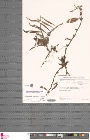 Image result for Loxogramme abyssinica