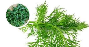 Image result for Dill names