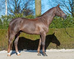 Przewodnik polaków w wirtualnym świecie. Stallion Profile Emerald Van T Ruytershof Headlines Euro Horse 2019 Stallion Collection World Of Showjumping