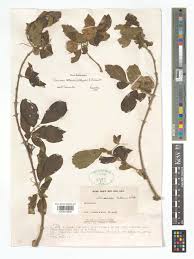 Image result for Nesogenaceae