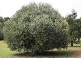 Now i'm getting fruit from the tree; Olea Europaea Africana African Olive Olienhout Mutwari Motlhware Umnqumo
