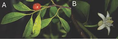 Image result for Olax gambecola